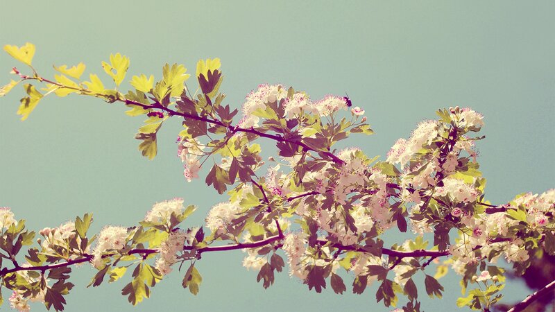 Blooming branch against blue sky