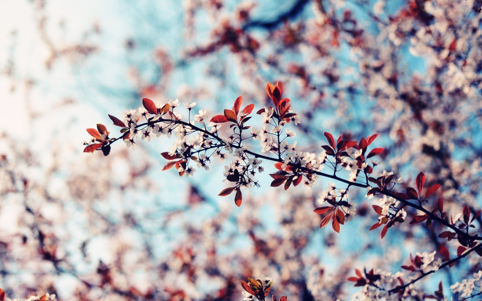 Blooming branch against blue sky