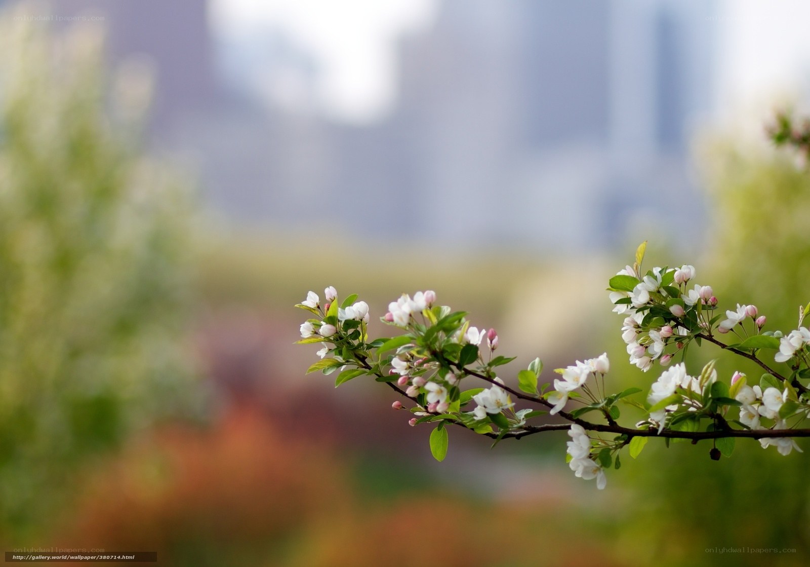 Blooming branch in city