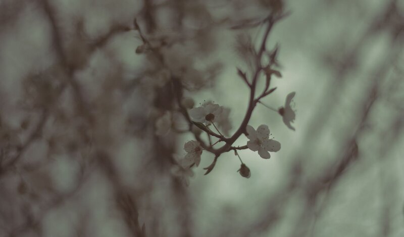 blooming branch in soft focus
