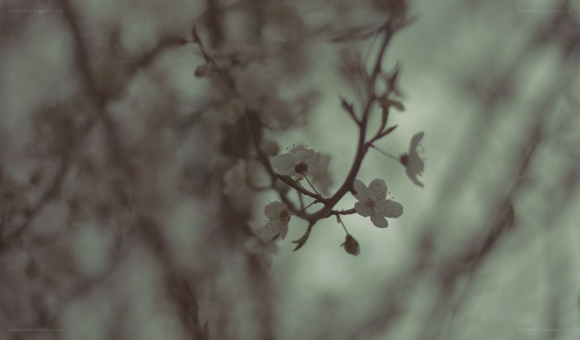 blooming branch in soft focus