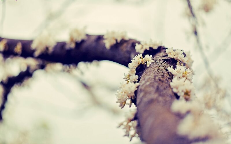 blooming branch in soft light
