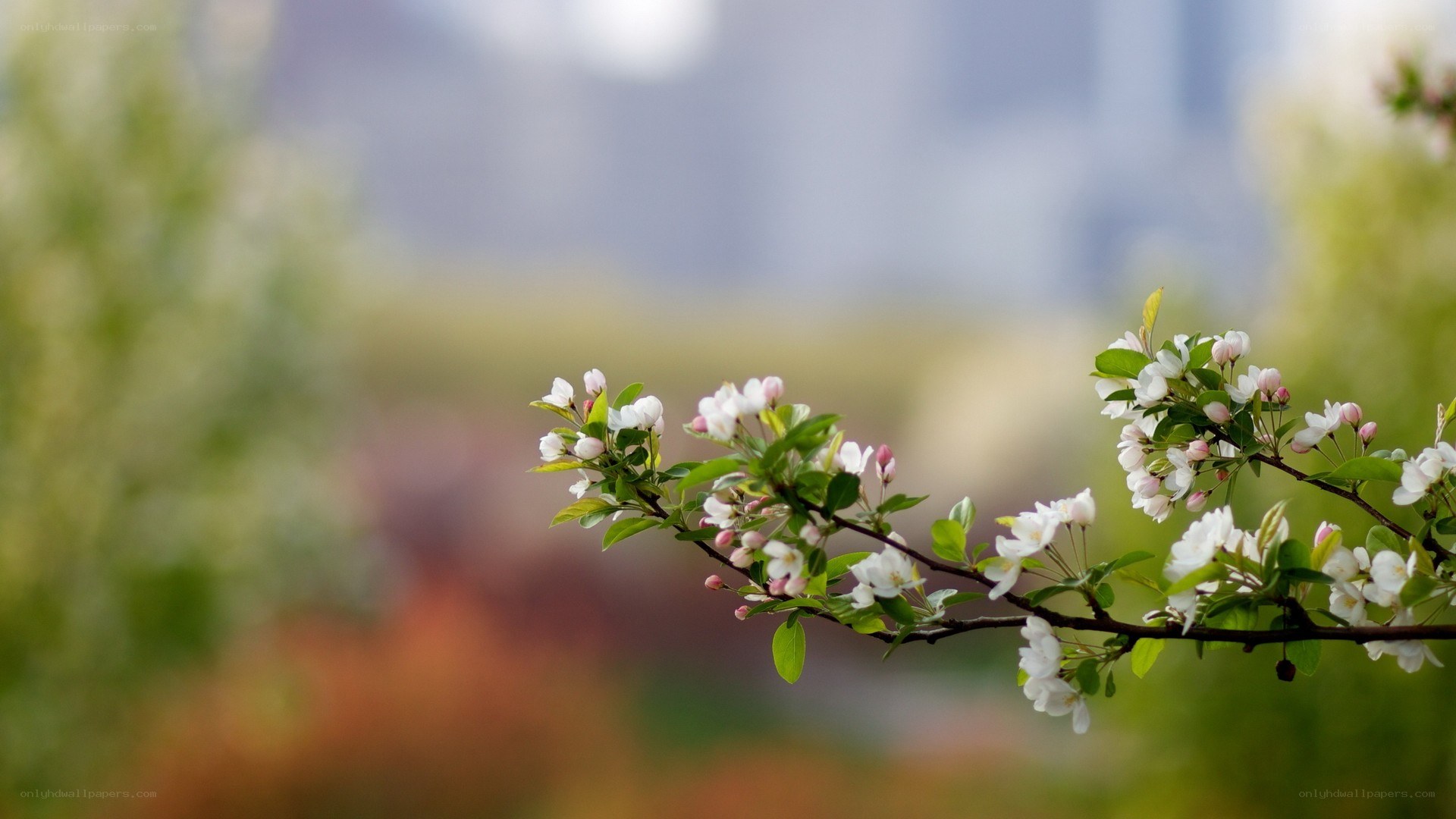 Blooming branch in spring