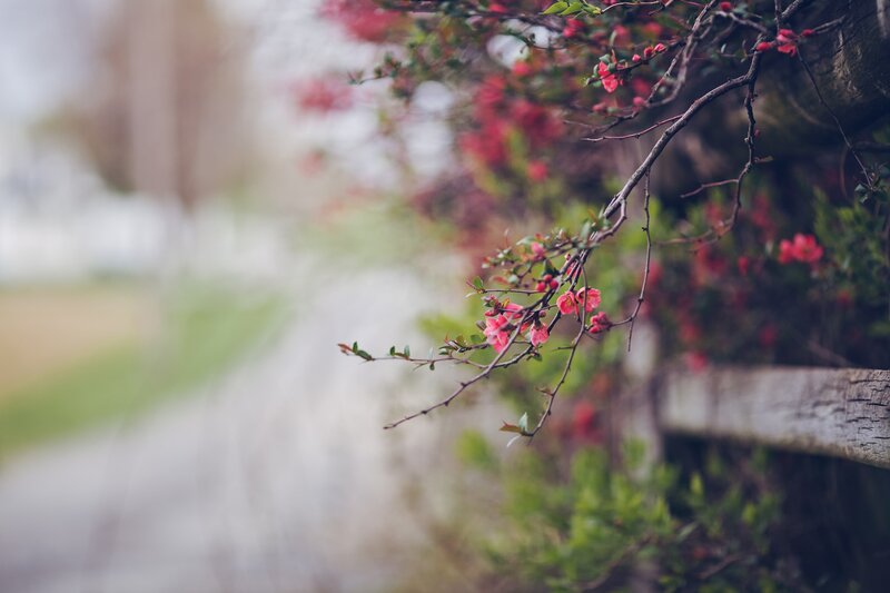 Blooming branch in spring