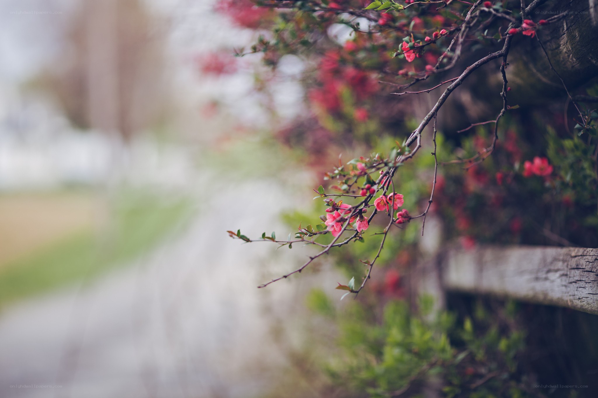 Blooming branch in spring