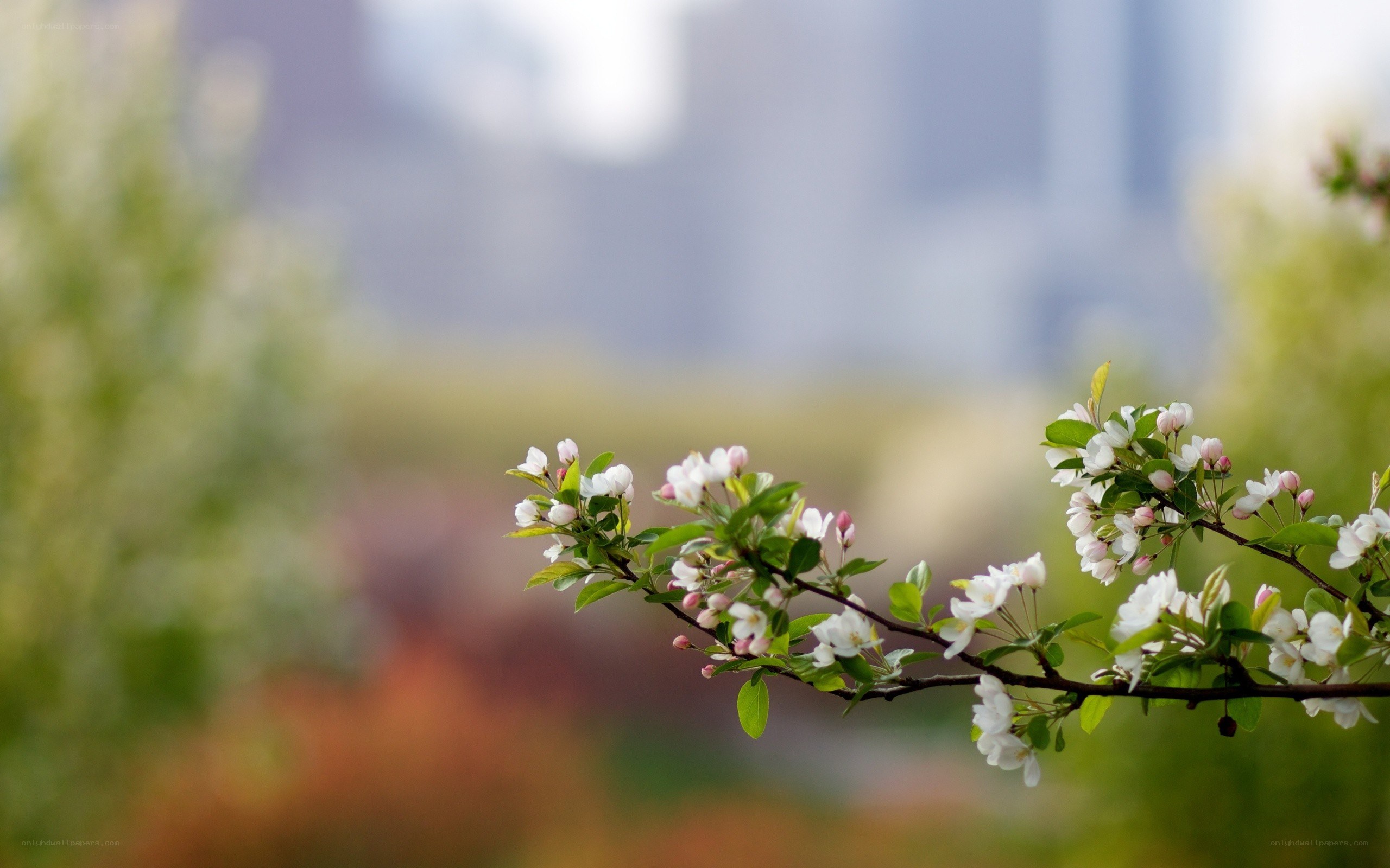 Blooming branch in spring