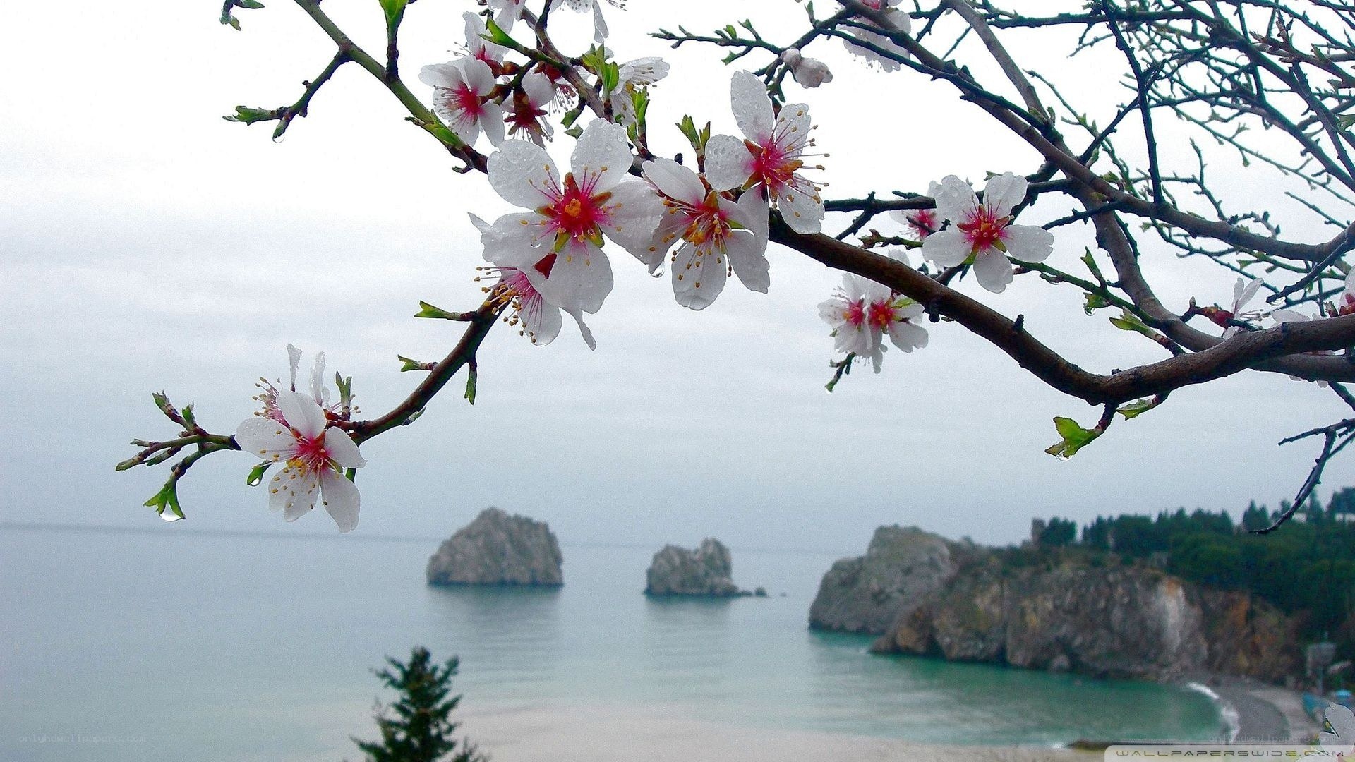 blooming branch over sea
