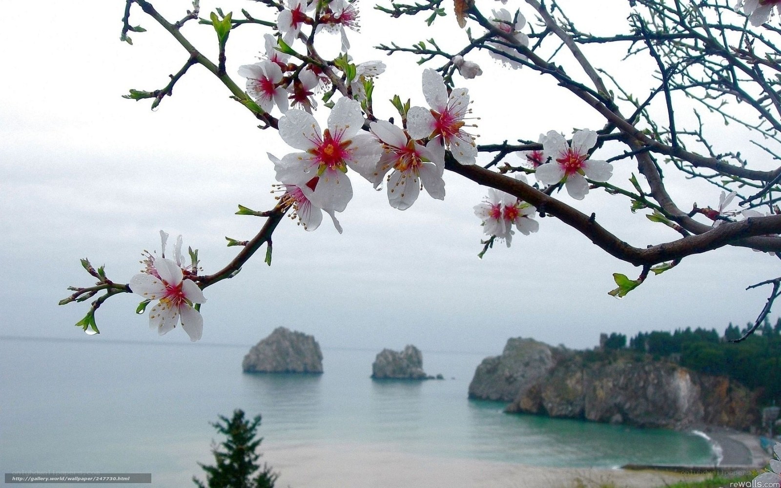 Blooming branch overlooking the sea