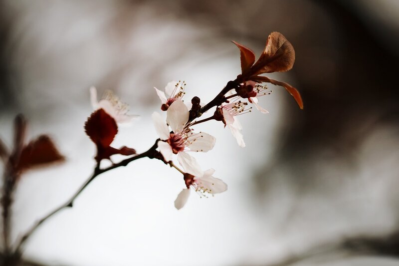 blooming branch with white flowers