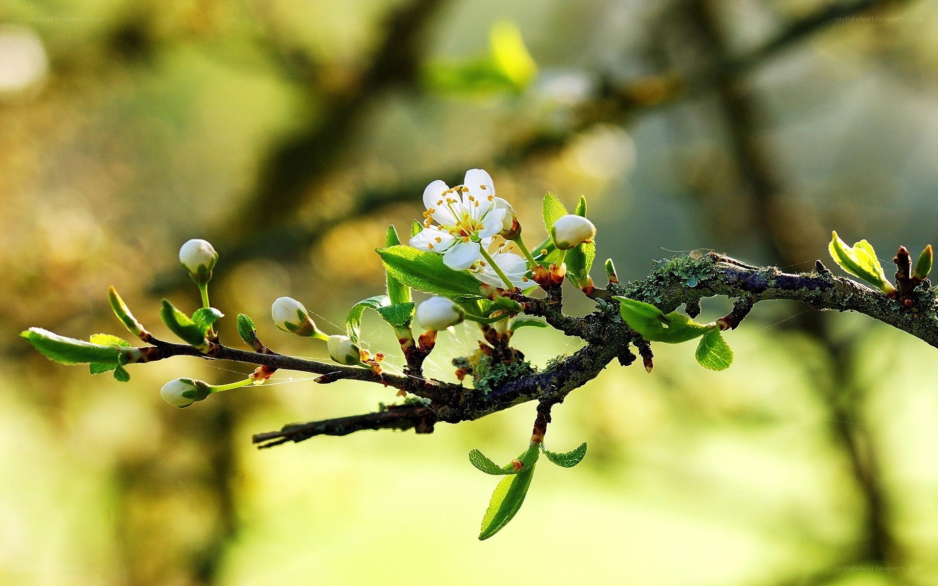 Blooming branch with white flowers