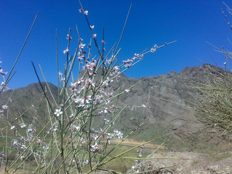 Blooming branches against mountains