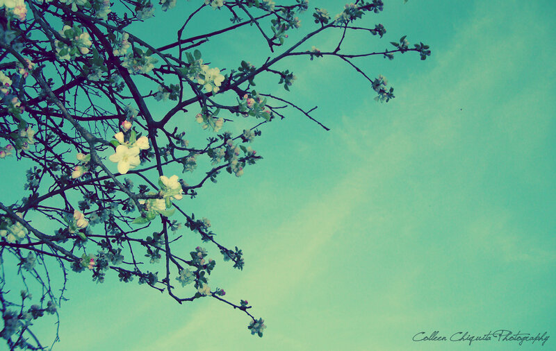 blooming branches against sky