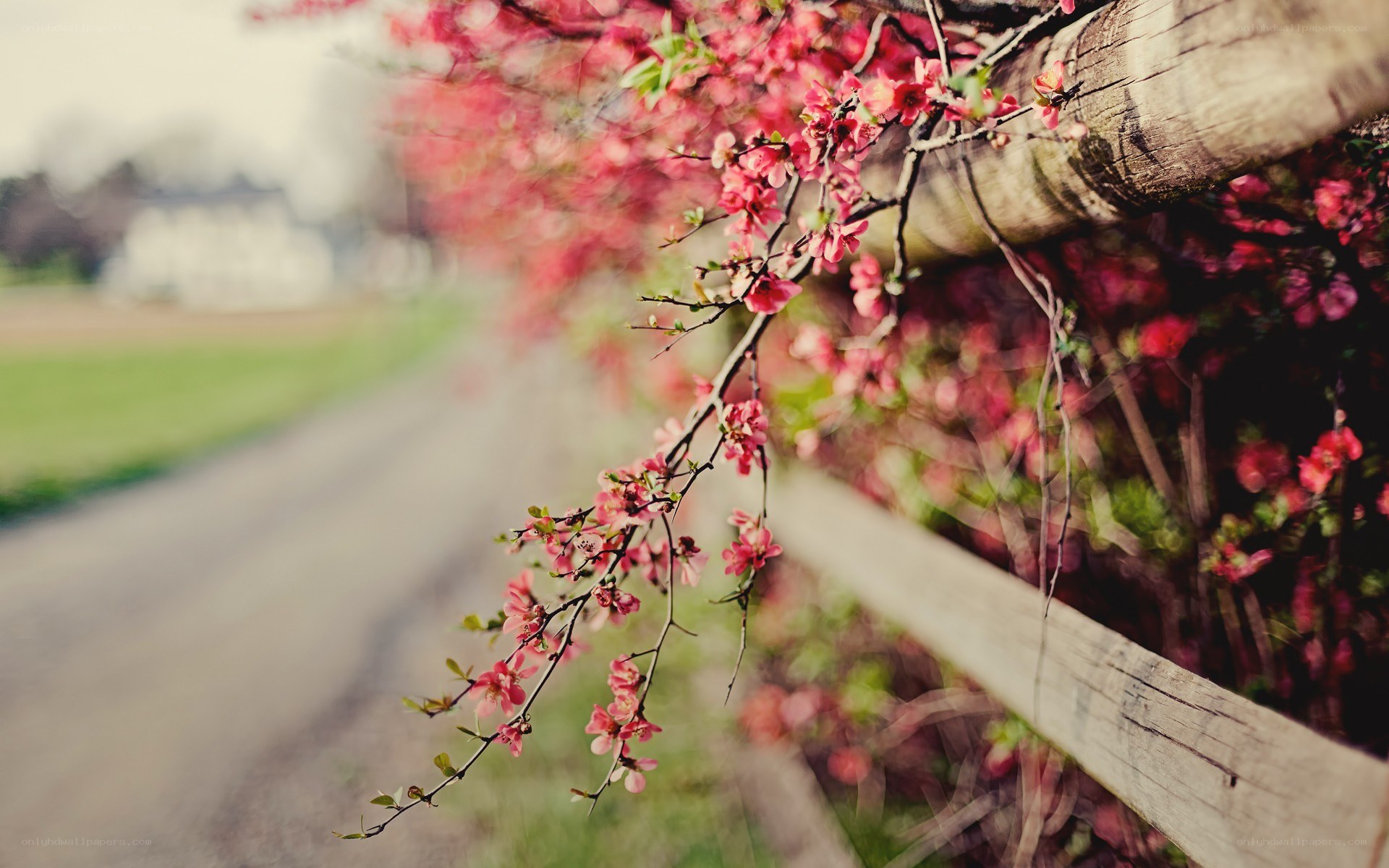 blooming branches by a fence