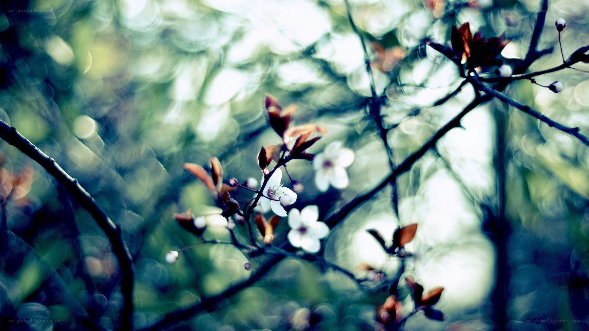Blooming branches in soft light