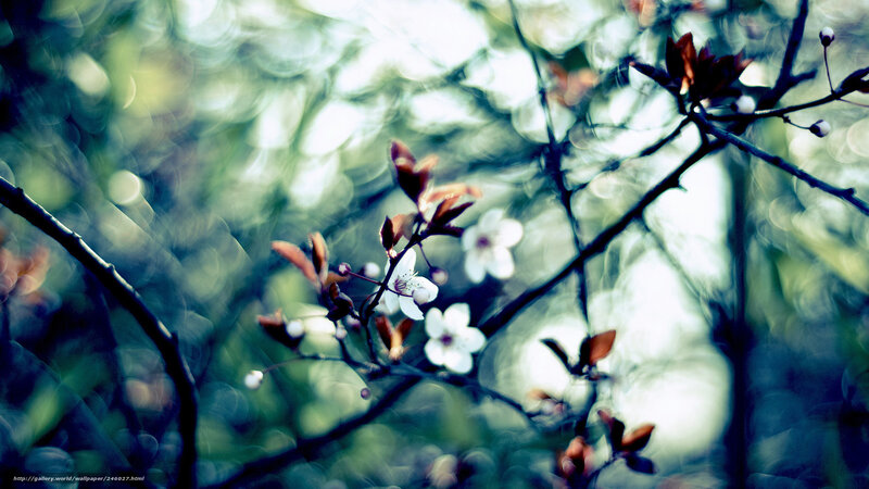 Blooming branches in soft light