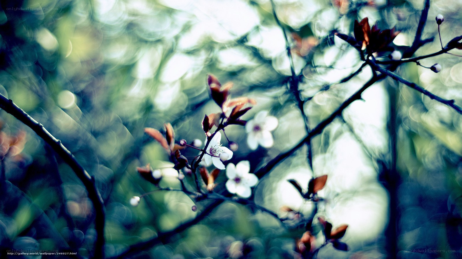 Blooming branches in soft light