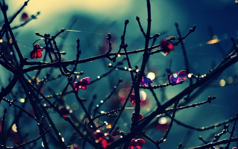Blooming Branches in Twilight