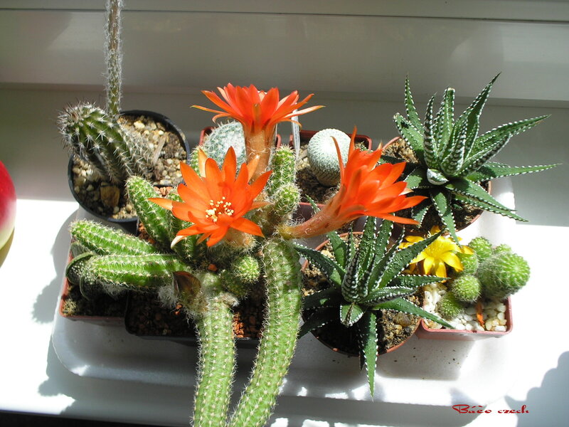 Blooming Cacti and Succulents