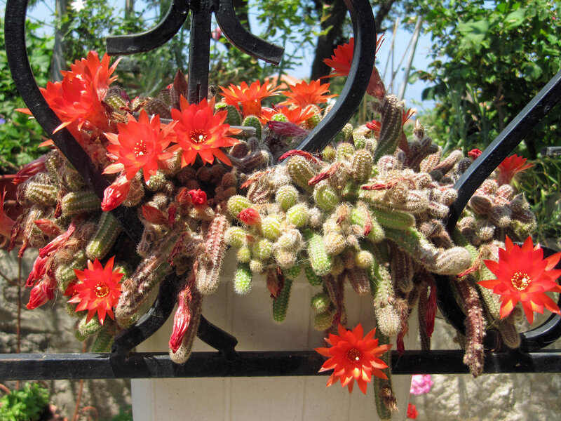 Blooming Cacti in Planter
