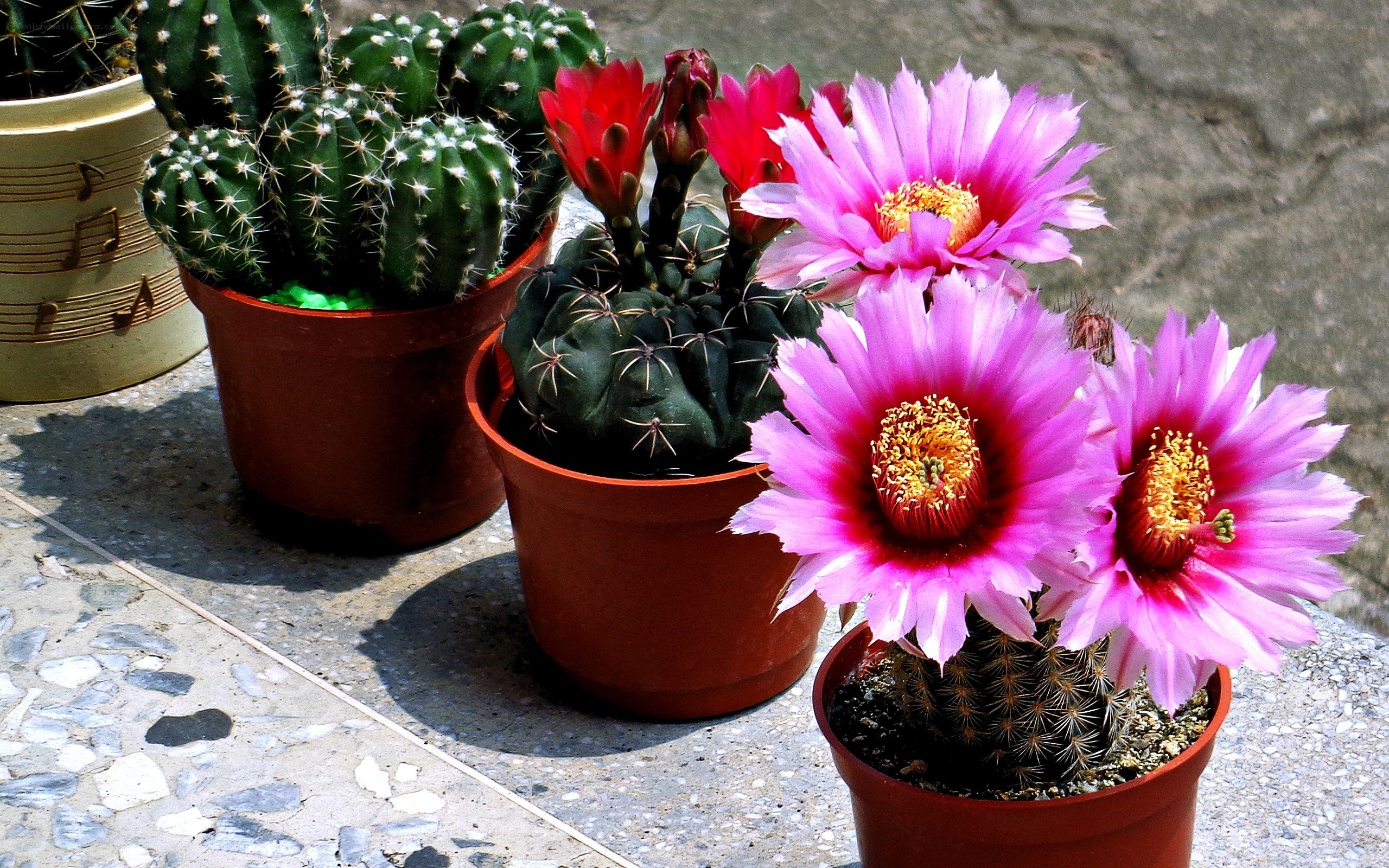 blooming cacti in pots