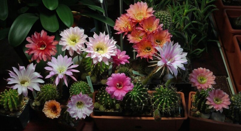 Blooming Cacti in Pots — Pink