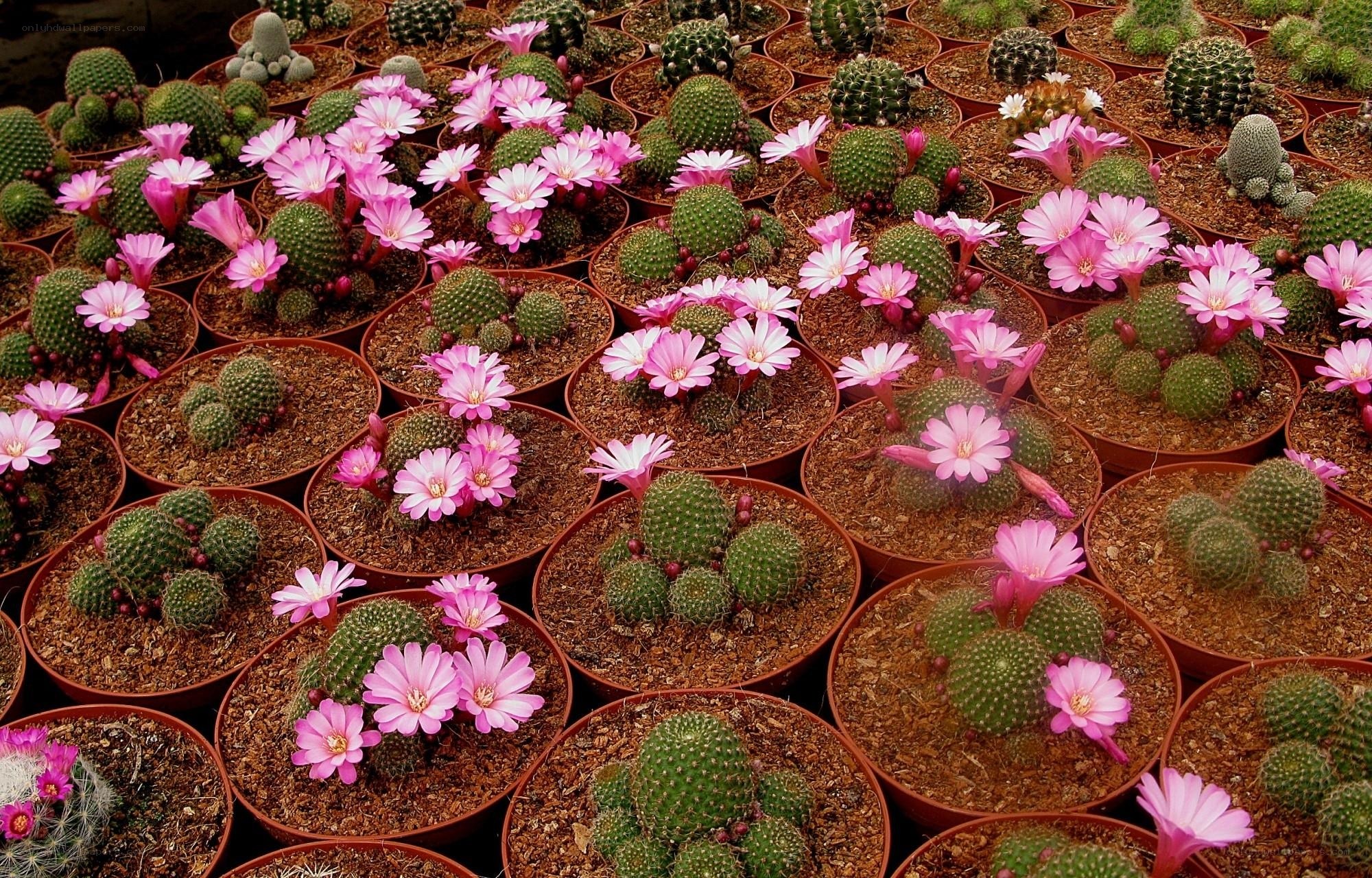 Blooming cacti in pots