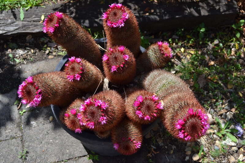 Blooming Cactus Cluster — Brown