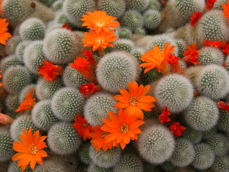 Blooming Cactus Cluster — Orange