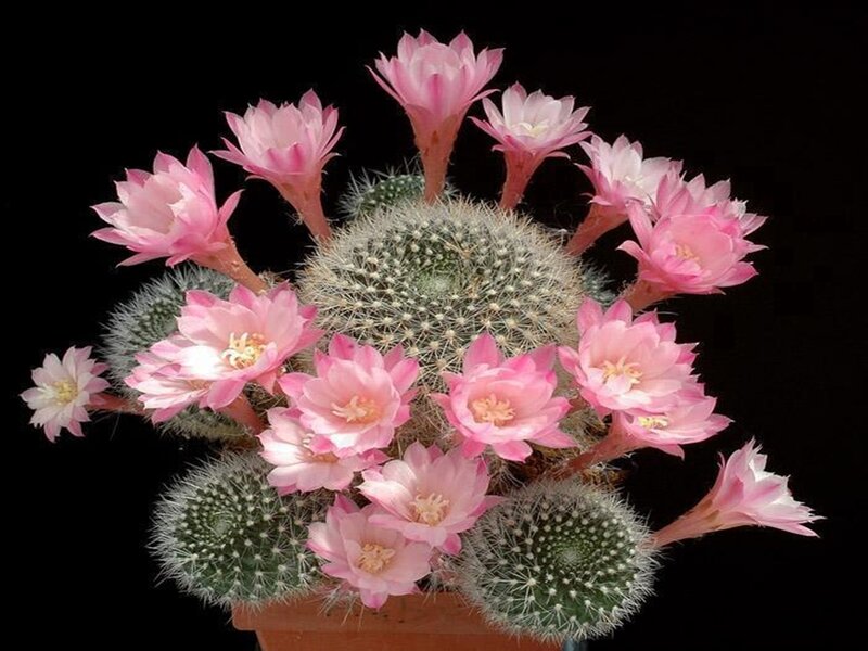 Blooming Cactus Cluster — Pink