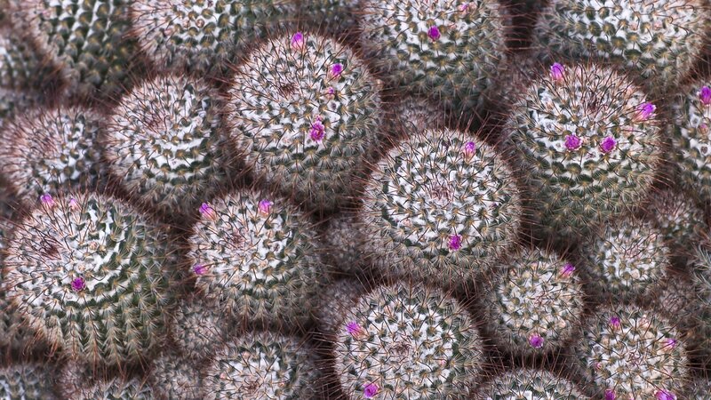 blooming cactus cluster