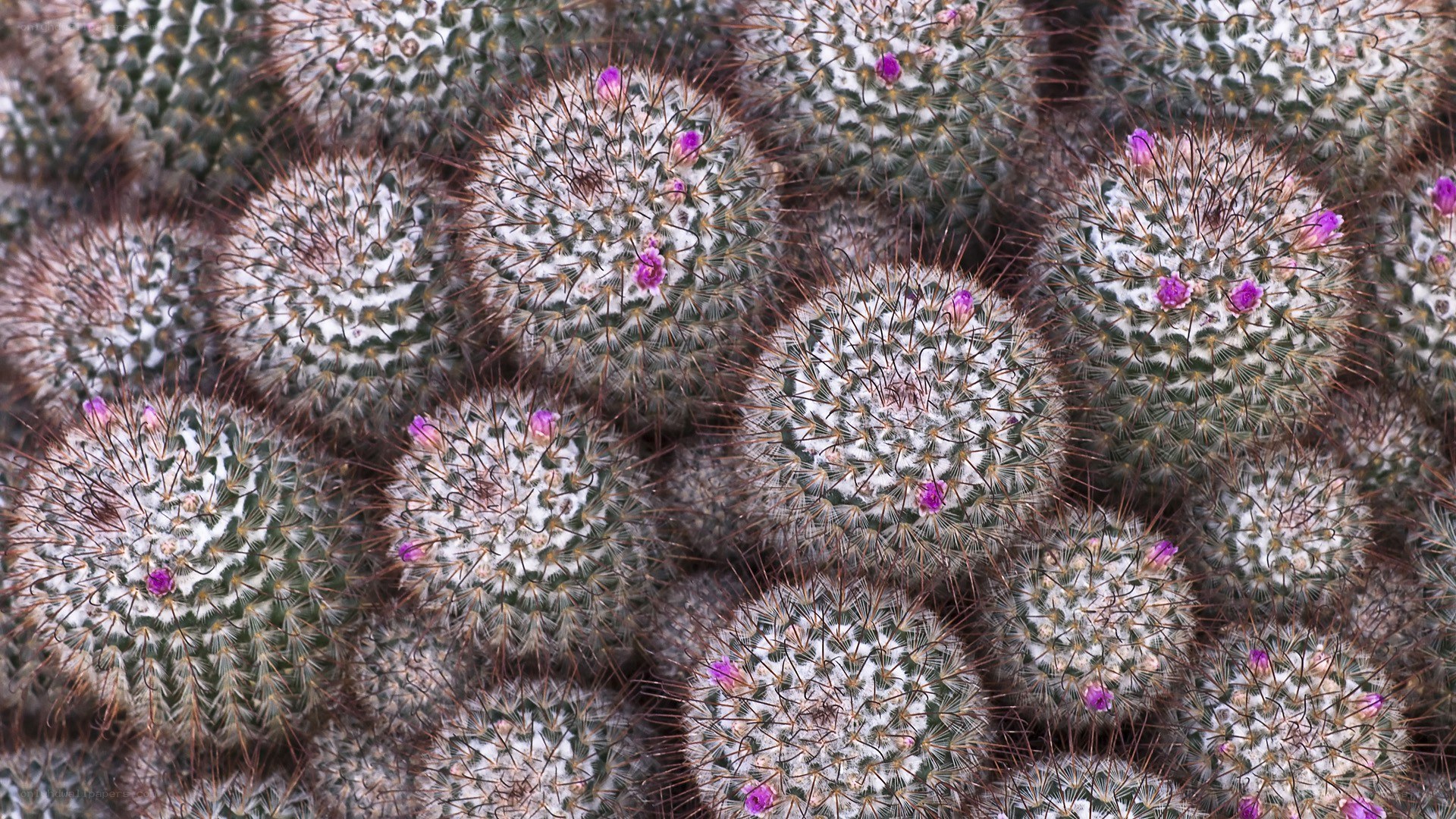 blooming cactus cluster