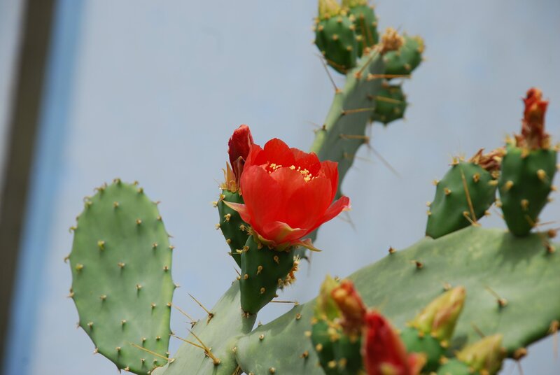 blooming cactus flower