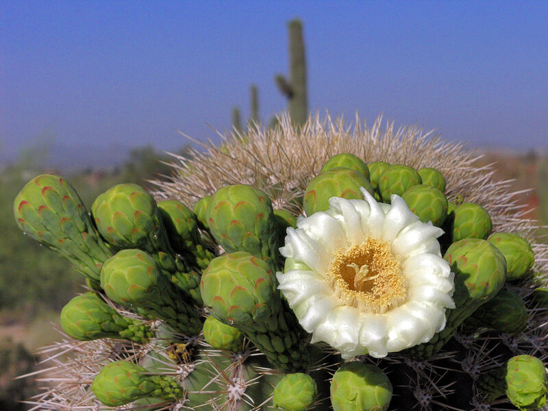 blooming cactus flower
