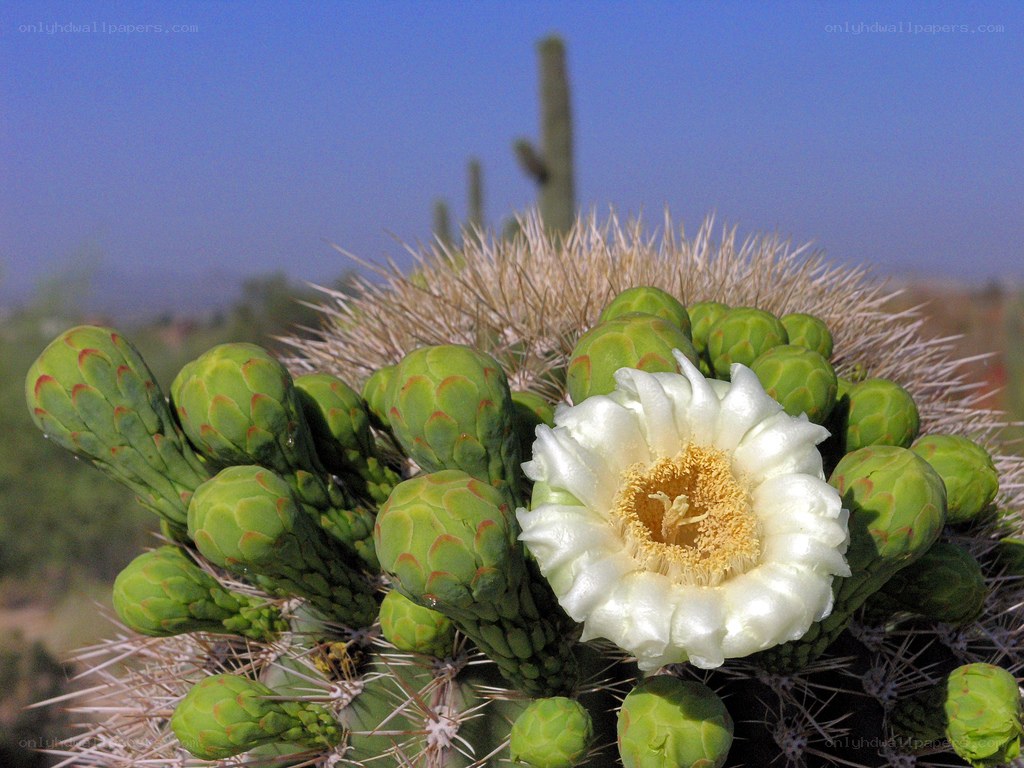 blooming cactus flower