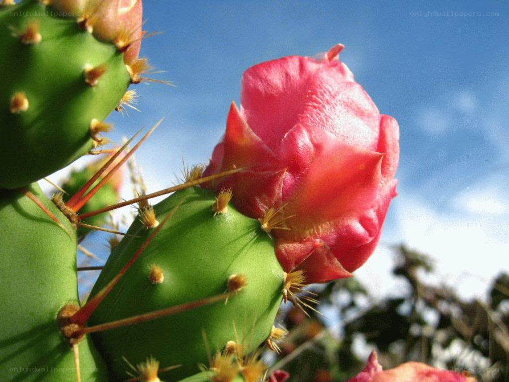 blooming cactus flower