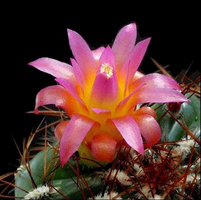 blooming cactus flower