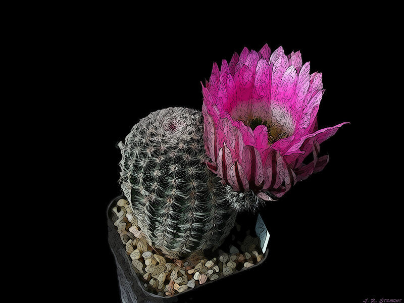 Blooming Cactus Flower — Black, Dramatic