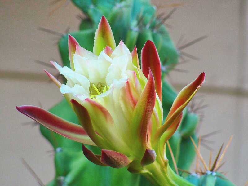 Blooming Cactus Flower — Green, Calm, Photograph