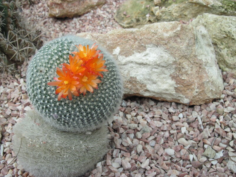 Blooming Cactus Flower — Green, Calm