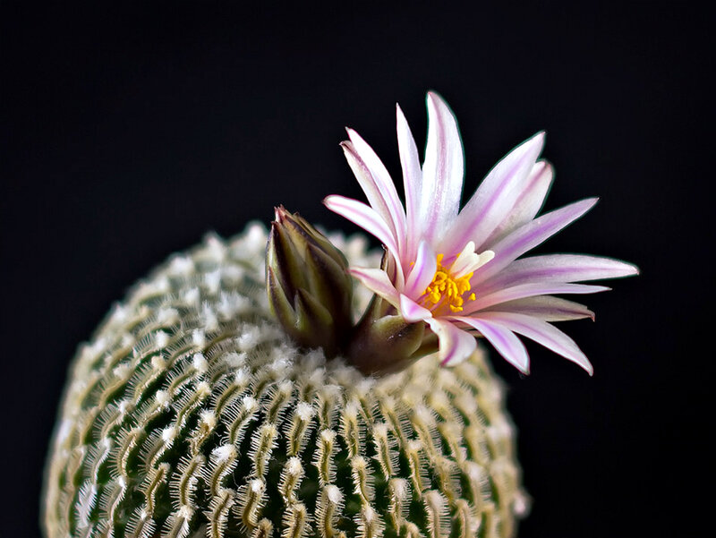 Blooming Cactus Flower — Green, Dramatic, Photograph