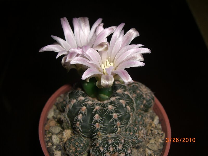 Blooming Cactus Flower — Green, Dramatic