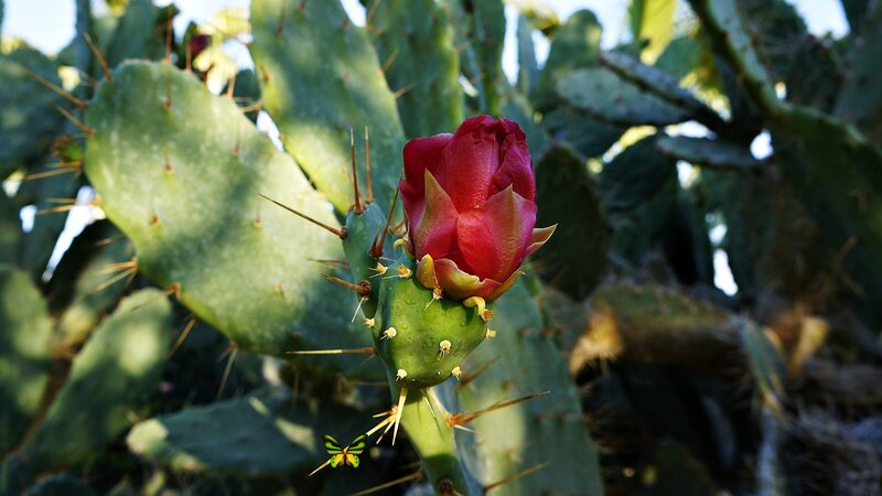 Blooming Cactus Flower — Green, Natural