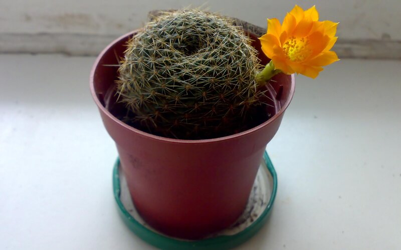 Blooming Cactus Flower — Green