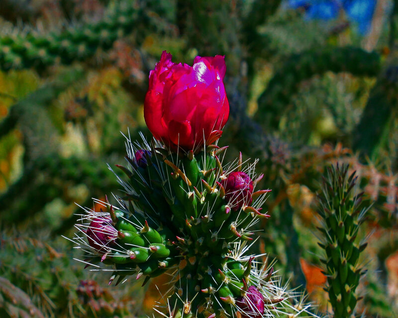 Blooming Cactus Flower — Green, Vibrant