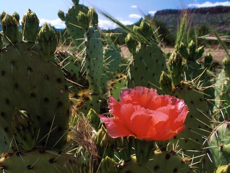 blooming cactus flower in desert