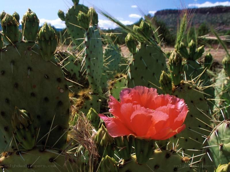 blooming cactus flower in desert