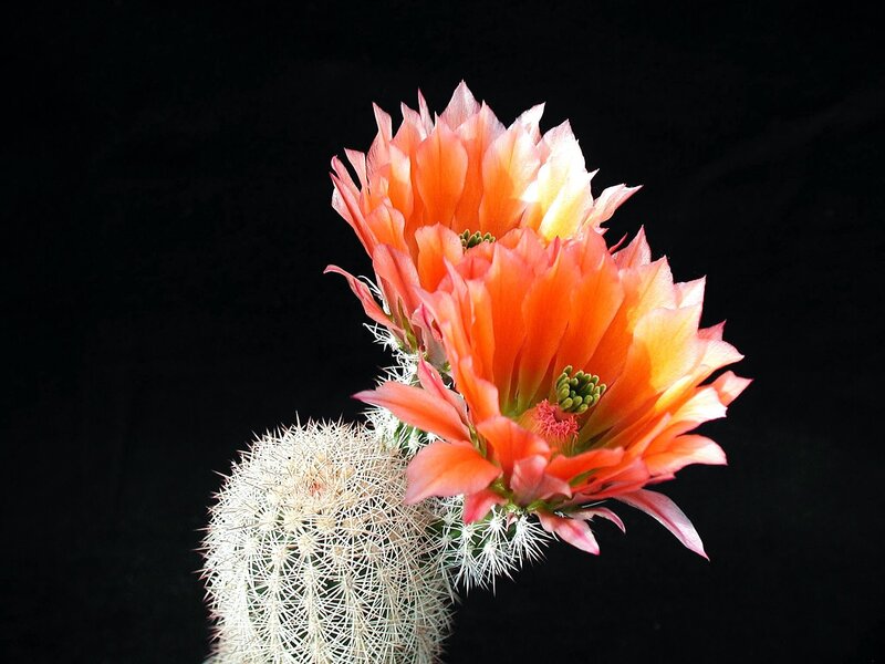 Blooming Cactus Flower — Orange, Dramatic