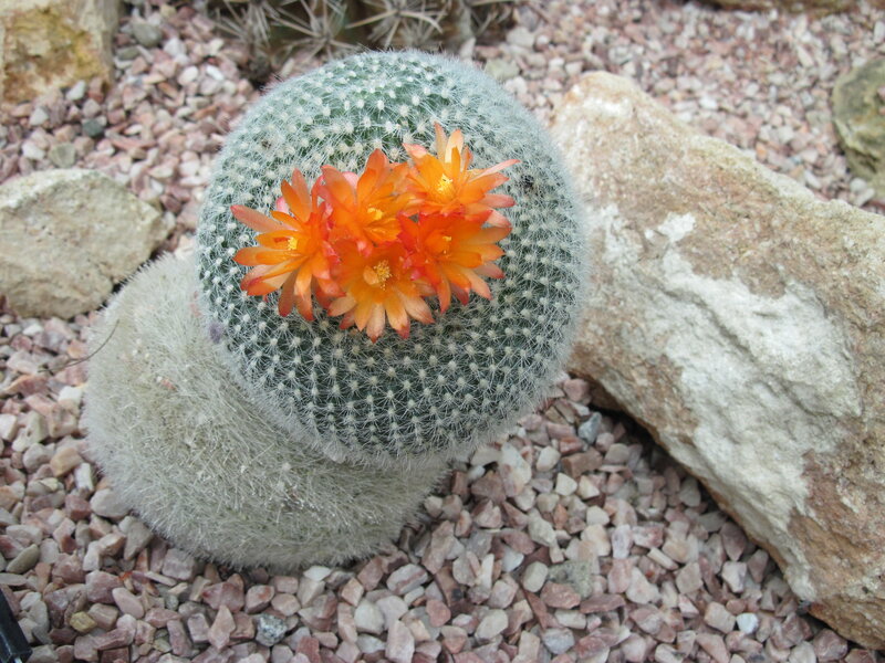 Blooming Cactus Flower — Orange