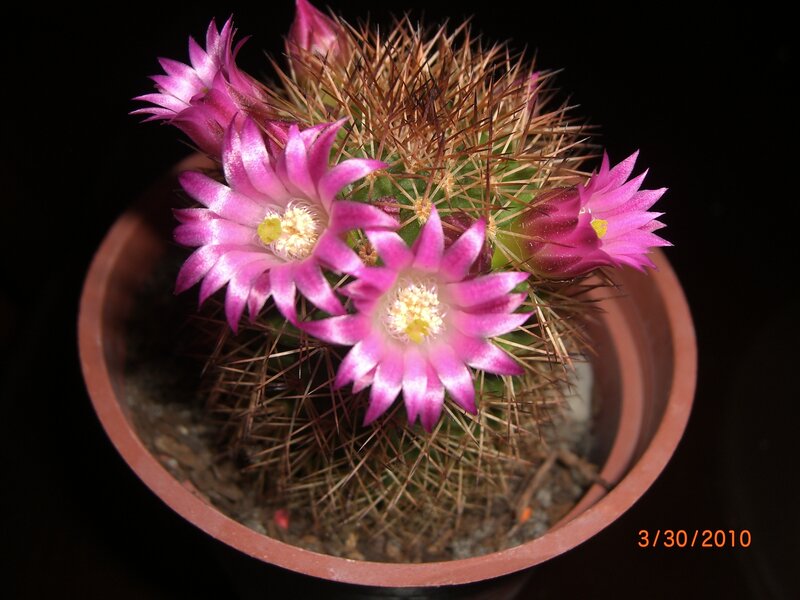 Blooming Cactus Flower — Pink, Dramatic, Night