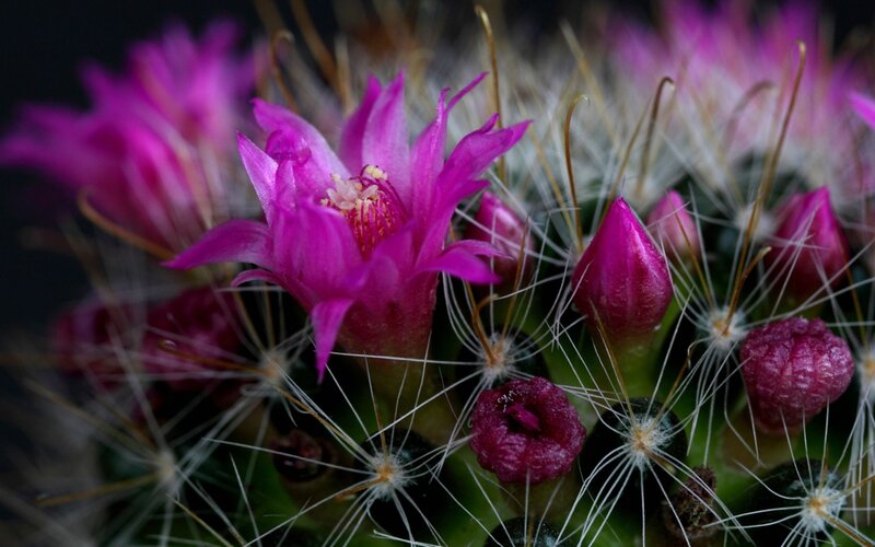 Blooming Cactus Flower — Pink, Dramatic, Photograph